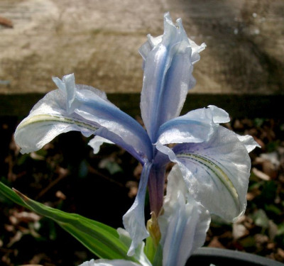 03190029_eJuno_aucheri.JPG