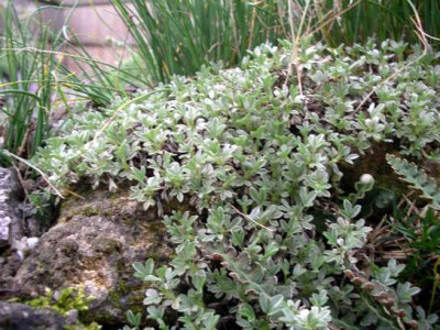 Potentilla_nitida_Schatten_2005-05-03.JPG