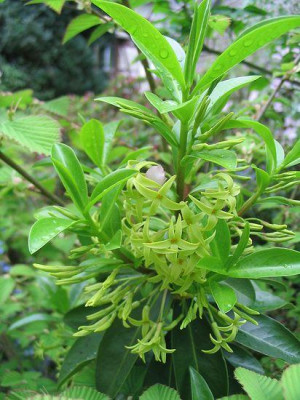 Daphne_laureola_philppi_Hortu.jpg