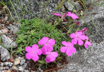 comp_Dianthus_haematocalix_ssp._pindicola_08.06.11.jpg
