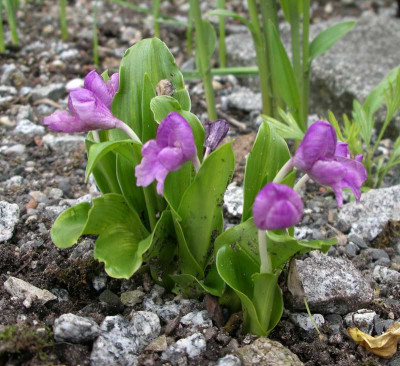 comp_Roscoea_alpina_08.06.11.jpg