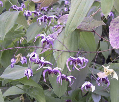 Epimedium_acuminatumRimg0280.JPG