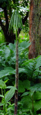 DSCF1828_eArisaema_ciliatum.JPG