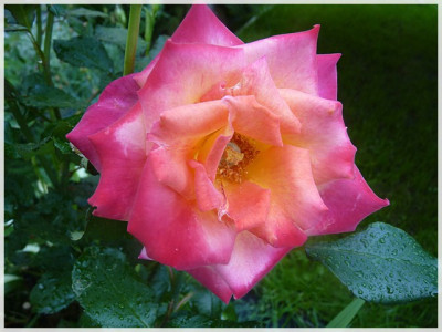 11Rose11a.JPG