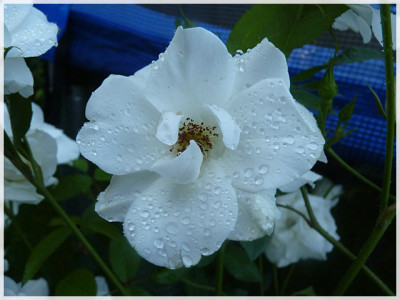 11Rose11b.JPG