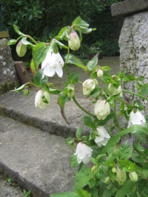 Campanula_punctata_Wedding_Bells_02671.jpg
