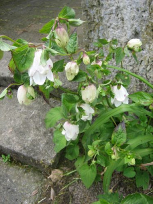 Campanula_punctata_Wedding_Bells_02661.jpg