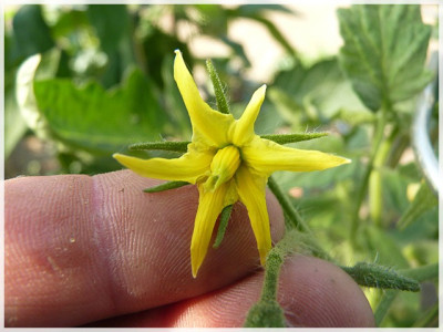 Ukrainian_Heart_Flower.JPG
