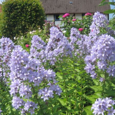 Campanula_lact._Pritchards_Variety_0215.jpg