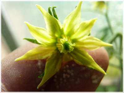 Red_Penna_Flower.JPG