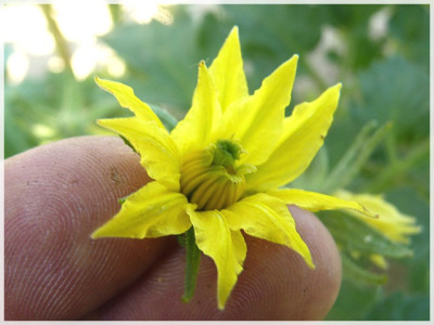 Marizol_Gold_Flower.JPG