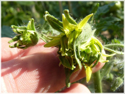 Green_Velvet_Flower.JPG
