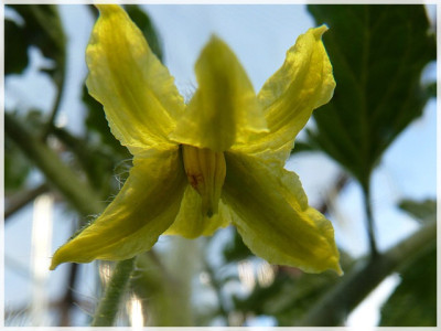 Green_Gage_Flower2.JPG