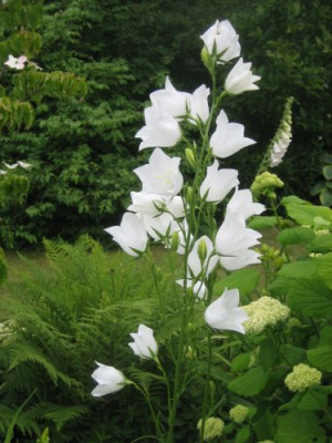 Campanula_persicifolia_Alba_02302.jpg
