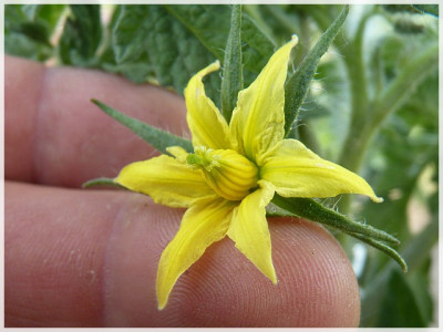 Golden_Queen_USDA_Flower.JPG