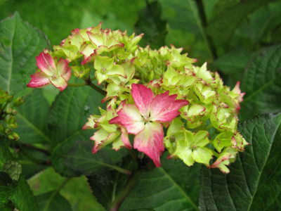 Hydrangea_macrophylla_Selma_2011.jpg