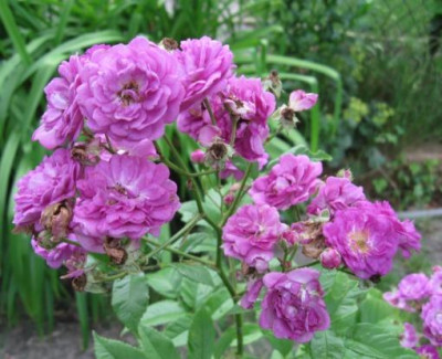 IMG_6681a.jpg