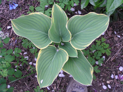 a_hosta_sagae_nochmal.jpg