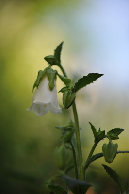 Symphyandra_pendula.jpg