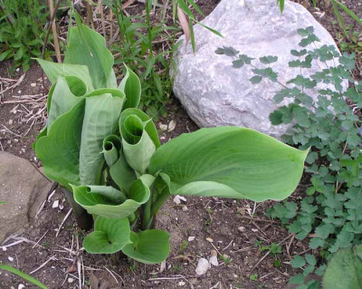 a_hosta_s_and_s.jpg