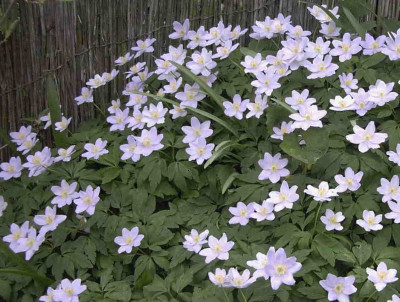 Anemone_nemorosa_Blue_BonnetRimg0293.JPG