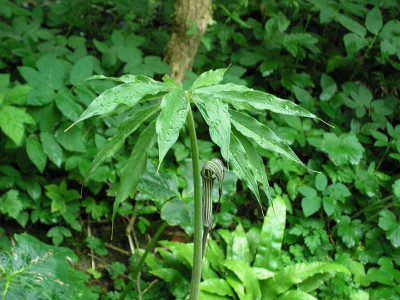 ari-cili-vielleicht.jpg