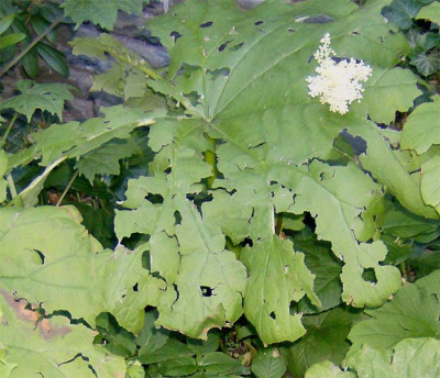 tafelblatt-zerschossen-0906.jpg