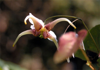 E.acuminatum.jpg