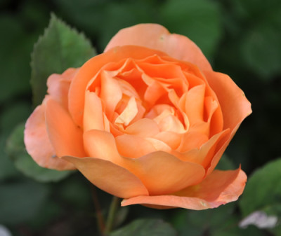 Lady_Emma_Hamilton_0011__6572.jpg