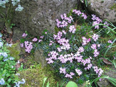 Daphne_arbuscula_gross_Hortu.jpg