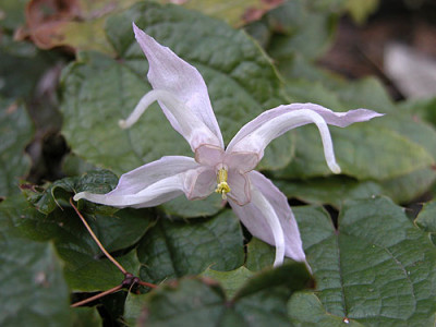 E.leptorri.jpg