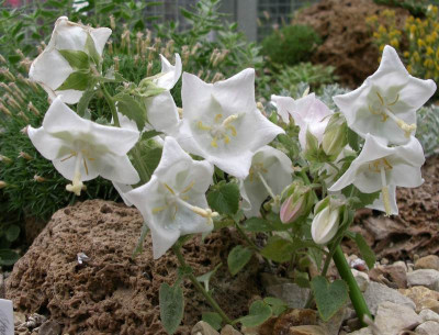 comp_Campanula_troegerae_1_09.06.11.jpg