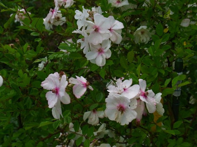 U_Sa.ERS_1_RIMG0026.JPG