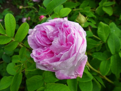 U10_Sa._RIMG0033.JPG