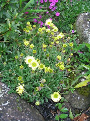 Erigeron_unbekannt_Hortu.jpg