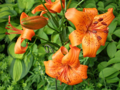 GP_Lilium_orange_2011ea.jpg