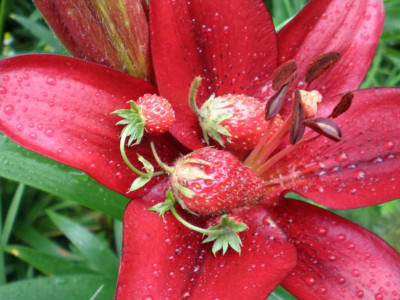 GP_Lilium_erdbeerrot_2011ea.jpg