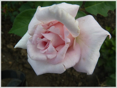 11Rose11.JPG