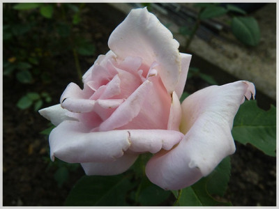 11Rose10.JPG