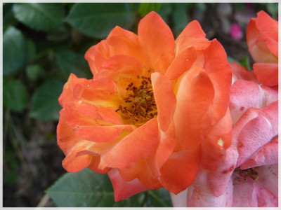 11Rose09.JPG