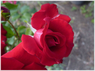 11Rose07.JPG