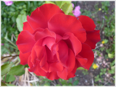 11Rose03.JPG