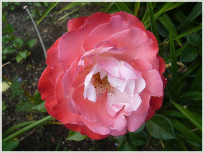 11Rose01.JPG