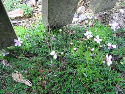 Silene_acaulis_Hortu.jpg