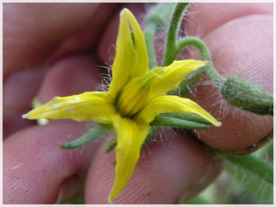 Datschnik_Flower.JPG