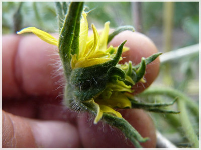 Santa_Clara_Canner_Flower.JPG