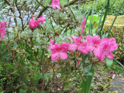 Rhododendron_calostrotum_Gigha_Hortu_2.jpg