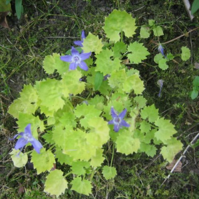 Campanula_06861.jpg