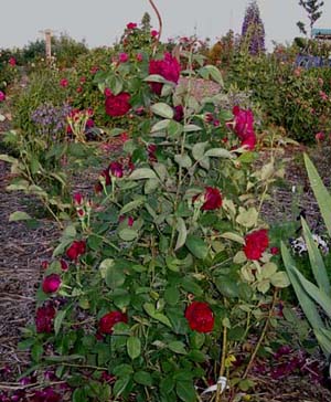 Jun_2011_Souv_Kopie.jpg