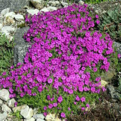 Polsterphlox_2005-04-3.JPG